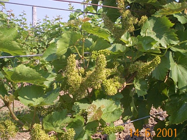 Grape flowers in full bloom, June 2001