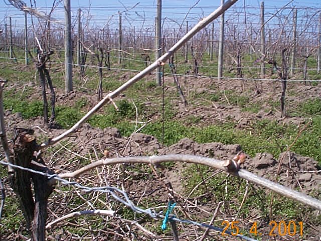 Pruned vines at bud break, April 2001