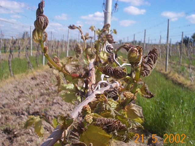 Frost-damaged young shoots, May 2002