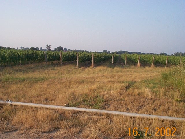 Vineyard rows in Essex County during the July 2002 heat wave