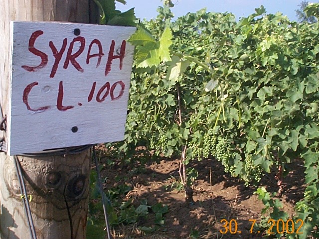 Hand-painted sign for a Syrah clone 100 trial block, July 2002
