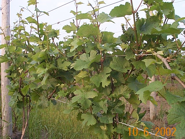 Pinot Noir vines in early June, 2002