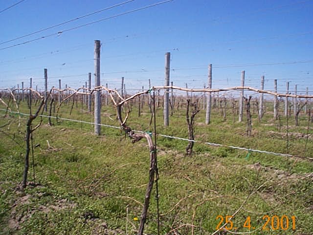 Canes tied to the wire in spring, April 2001