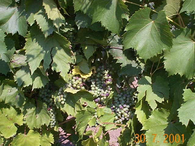 Baco Noir clusters at veraison, July 2001