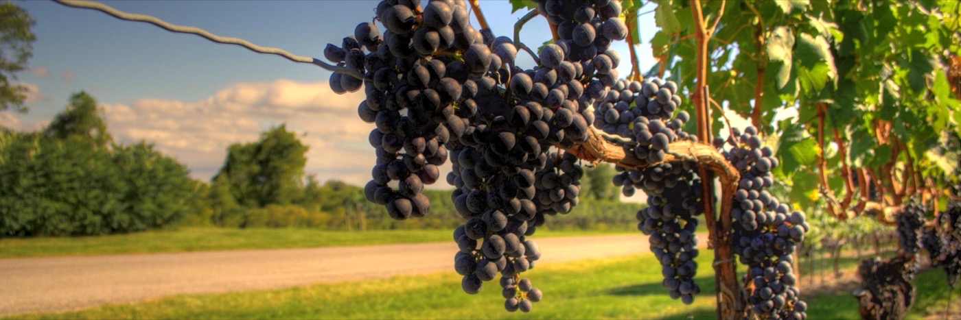 Wine grapes on the trellis wire in Niagara-on-the-Lake, September
