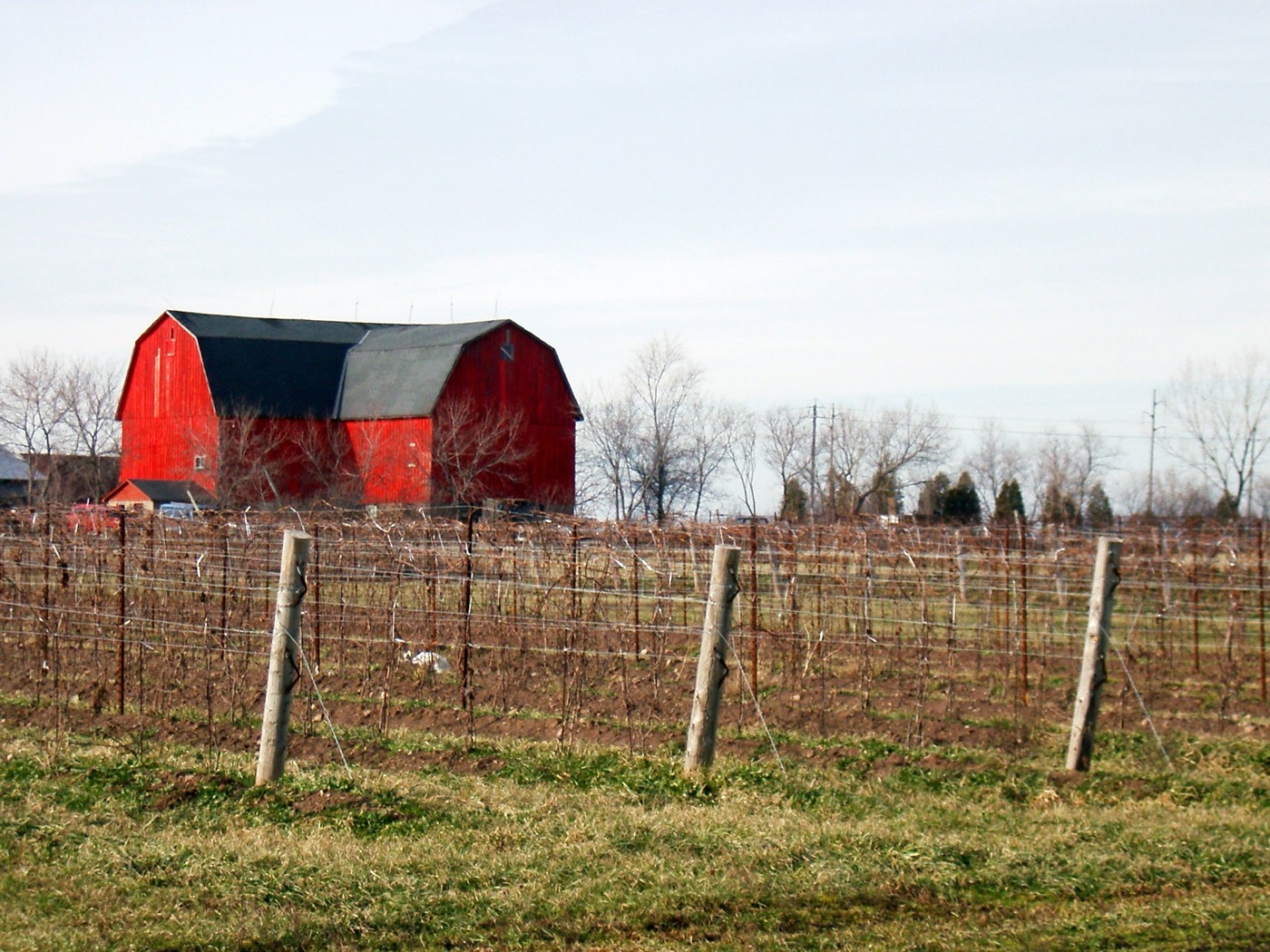 A Niagara vineyard in winter