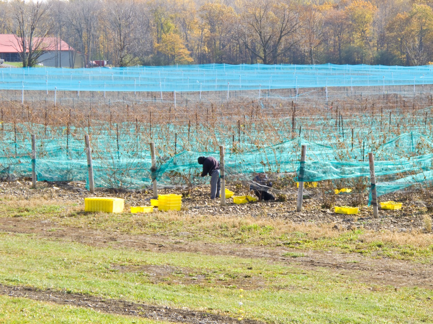 Picking grapes by hand in Prince Edward County