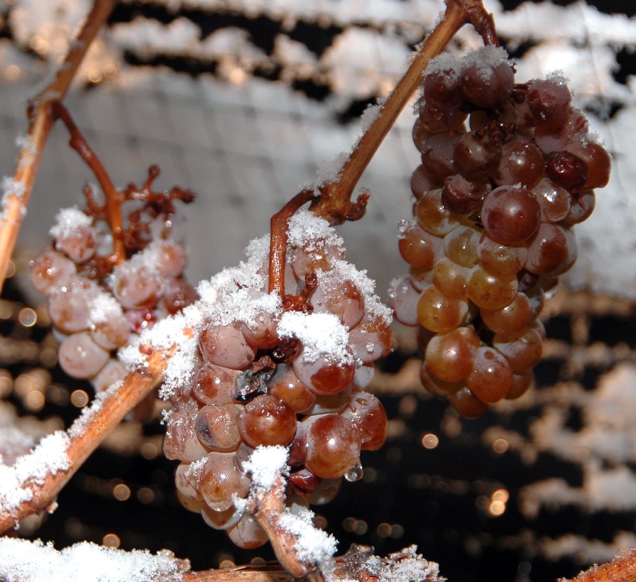 Icewine grapes frozen on the vine, Niagara Peninsula