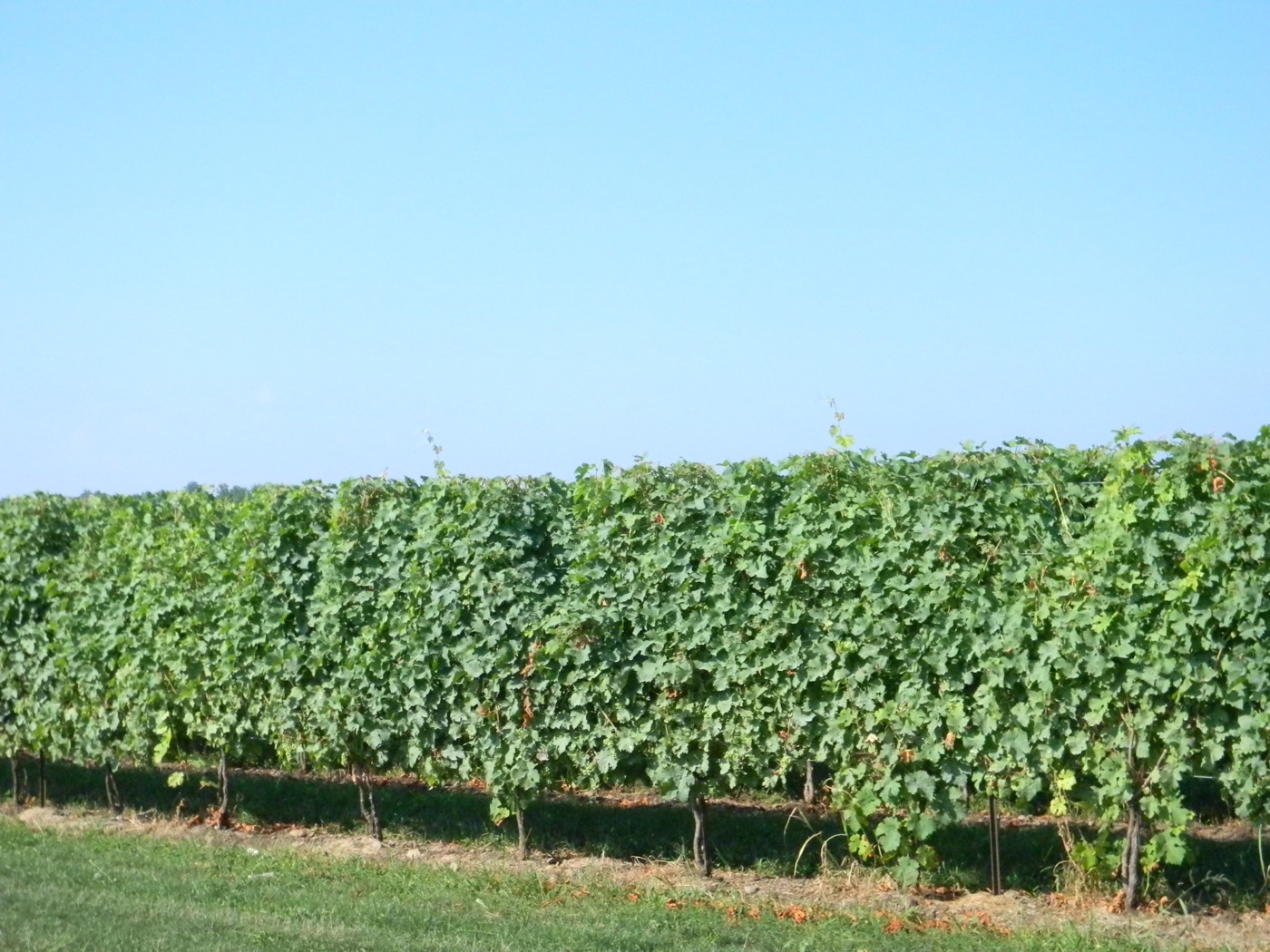 Rows of vines in the Niagara Peninsula