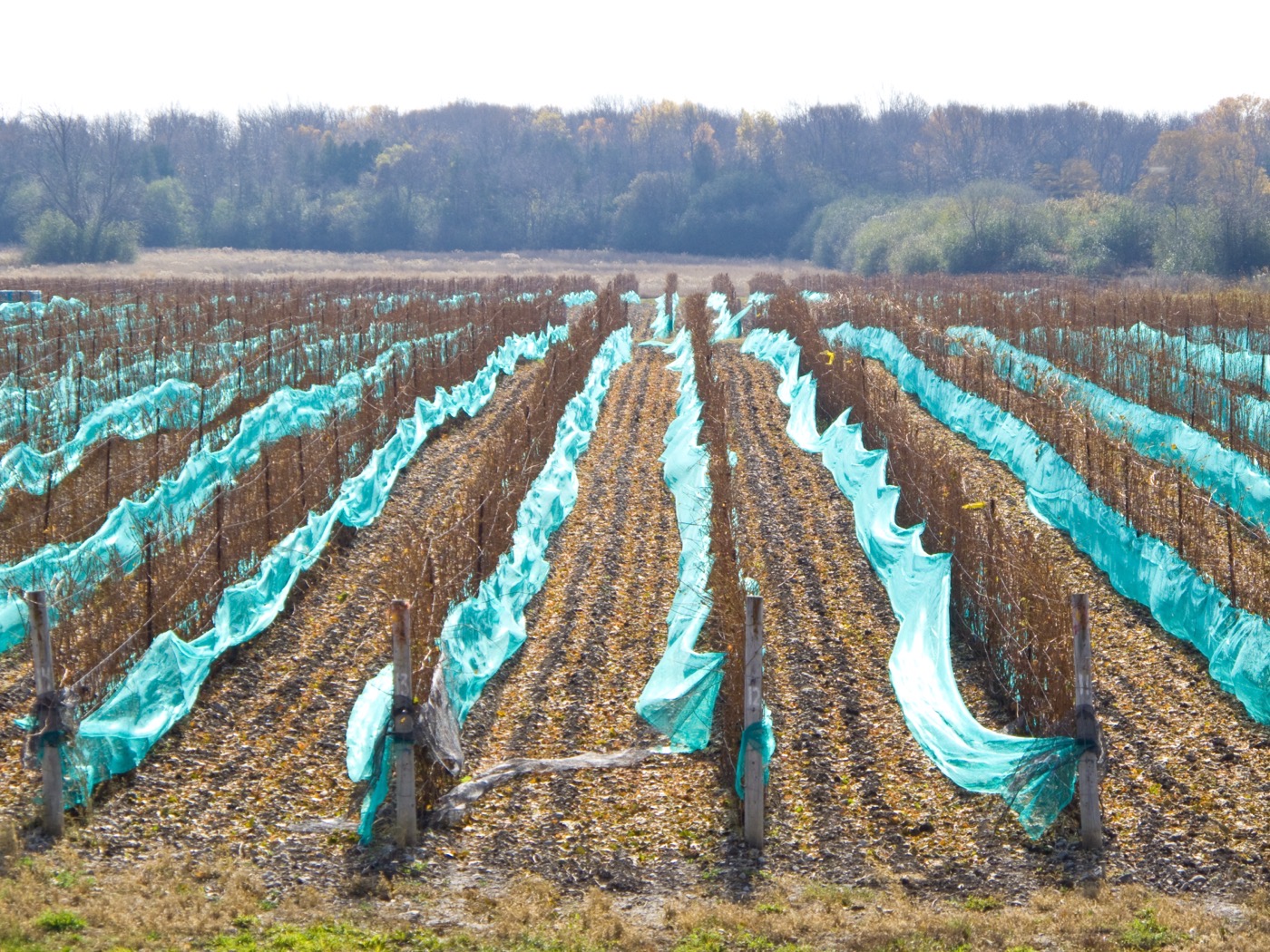 A vineyard in Prince Edward County
