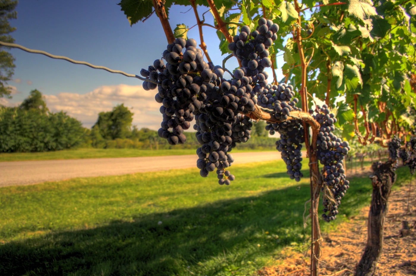 Wine grapes nearing harvest in an Ontario vineyard